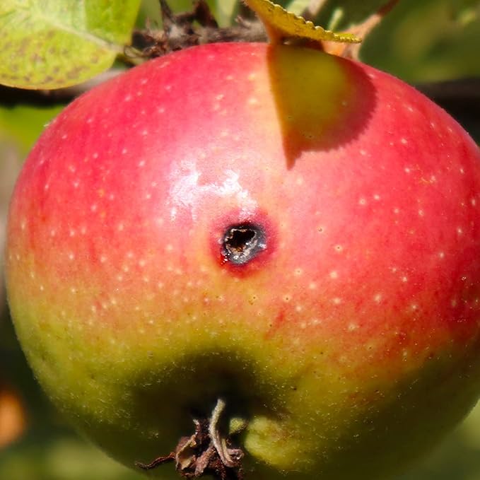Codling Moth &amp Oriental Fruit Moth Trap (2 Pack 8 Week)