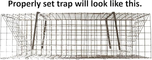 2 Folding Colony Muskrat Trap - 6 x 6 x 24 Trapping Supplies 2 Pack