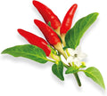 Taquito Pepper - Complete Seed Pod Plugs with Plant Food - 10 Pods for Hydroponic Gardens Click and Grow Lettuce Grow and Outdoor Gardens