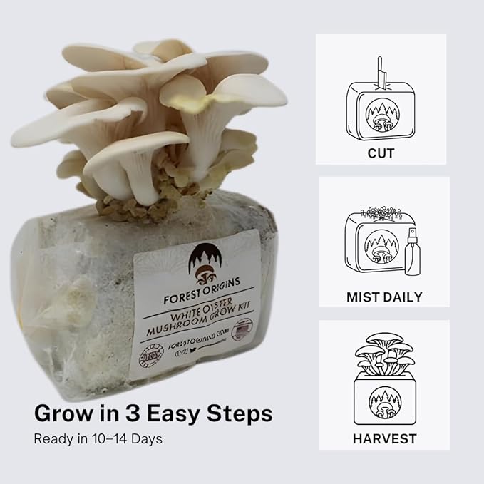 Forest Origins White Oyster Mushroom Grow Kit Harvest Gourmet Mushrooms in 10 Days Beginner Friendly Handmade in California USA Unique Gift