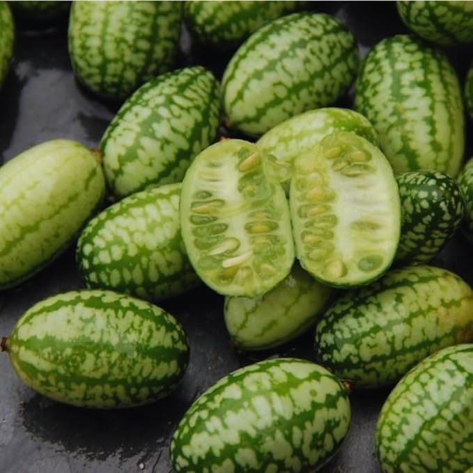 2 Cucamelon Plants Seedlings Cucamelon Mini Cucumber Live Plant Gardening 3 to 6 Inc Tall Vegetable Plant