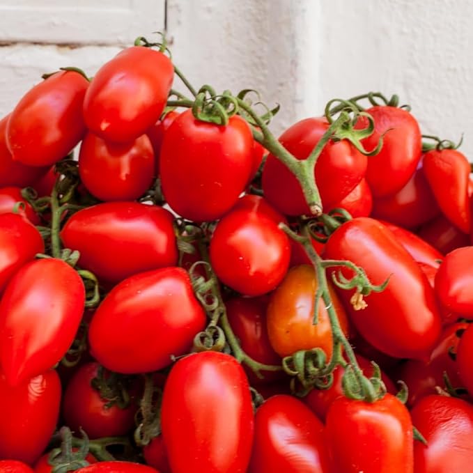 Tomato Plants Live Red Tomato Plant Long Red Fruit Vegetable Plant from 6–8 Inches Tall in 4 Inch Pot for Outdoor Growing