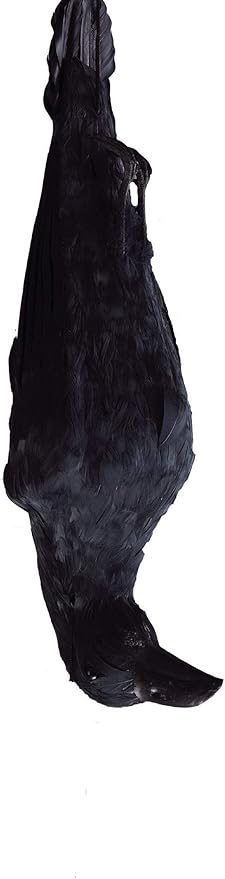 22 inch More Large Size Realistic Hanging Dead Crow Decoy for CrowsPerfect Halloween Decorations！
