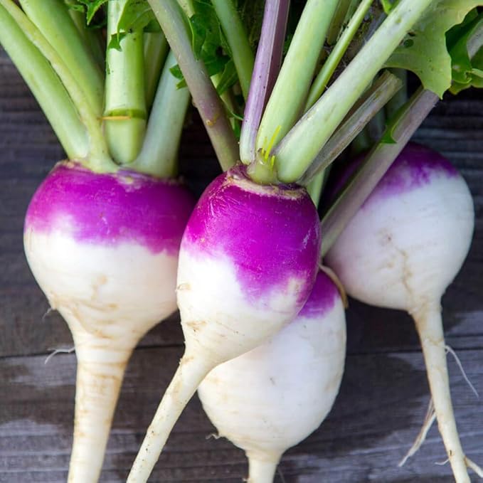 Outsidepride Purple Top Turnip Seeds - 10 Lbs High-Yield High Protein Turnip Seed Ideal Cover Crop for Forage Grazing Livestock High Energy Deer Food Plot &amp Soil Improvement