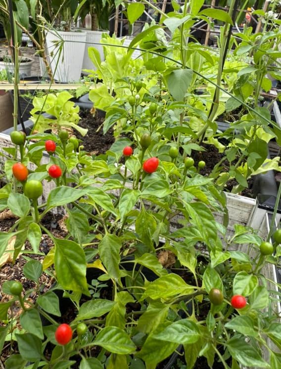 2 Pots 3 Chili Pequin Pepper Plants 3-5 Inch Tall Red Hot Pepper Seedling Piquin Peppers Plants