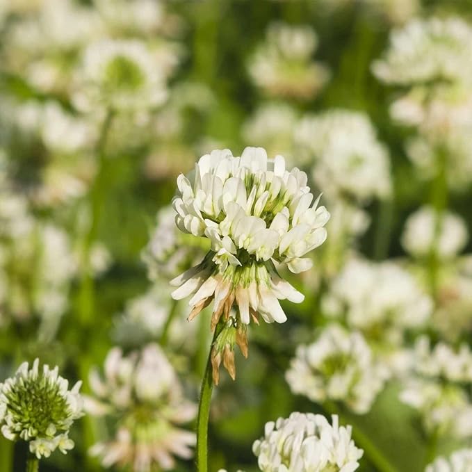 White Dutch Clover Seeds - 5 Lb - Lawn Pasture &amp Cover Crop Seed by Mountain Valley Seeds