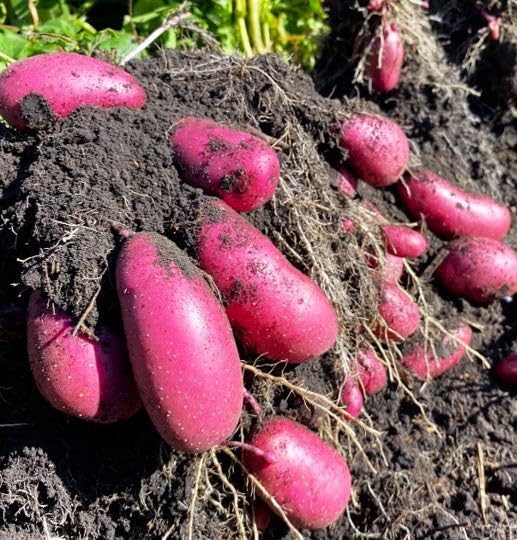 TomorrowSeeds - PRE-Order Now! Ships April 2026 - Red French Fingerling Seed Potatoes Seeds - 2 Pounds - for 2026 Planting Certified for Growers Organic Red Skinned Tuber Garden Growing Planting
