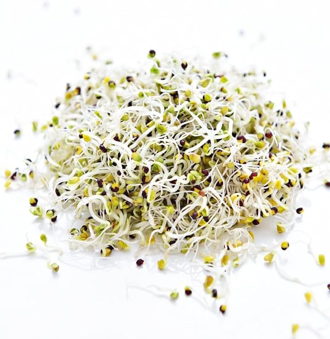 Todd’s Seeds - Sprouting Broccoli Seeds - Calabrese Variety Non-GMO Heirloom - 2.5 Pound - Bulk Seeds
