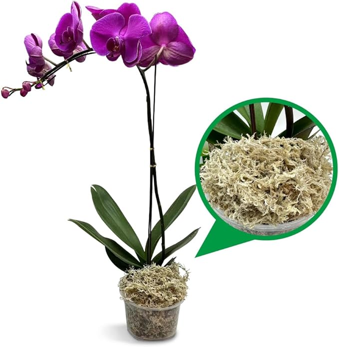 Natural Long Fiber Sphagnum Moss 42QT for Orchid Potting Mix and Moss Pole for Plants Indoor. Ideal for Propagating Plants Maintaining Humidity for Reptiles Isopods in Paludarium Aquascape (12 OZ)