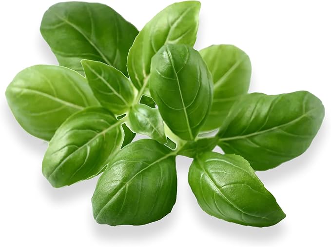 Genovese Basil - Complete Seed Pod Plugs with Plant Food - 10 Pods for Hyrdoponic Gardens Click and Grow Lettuce Grow and Outdoor Gardens