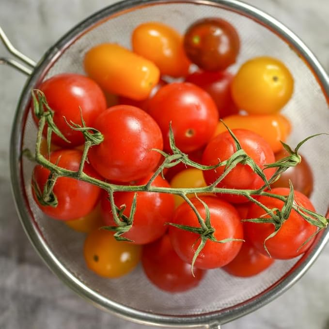 2 Tomato Plants Live for Planting Outdoors Tree Tomato Plant Seedling Tomato Plants Live 5 to 8 Inch Tall No Pot Cherry Tomato