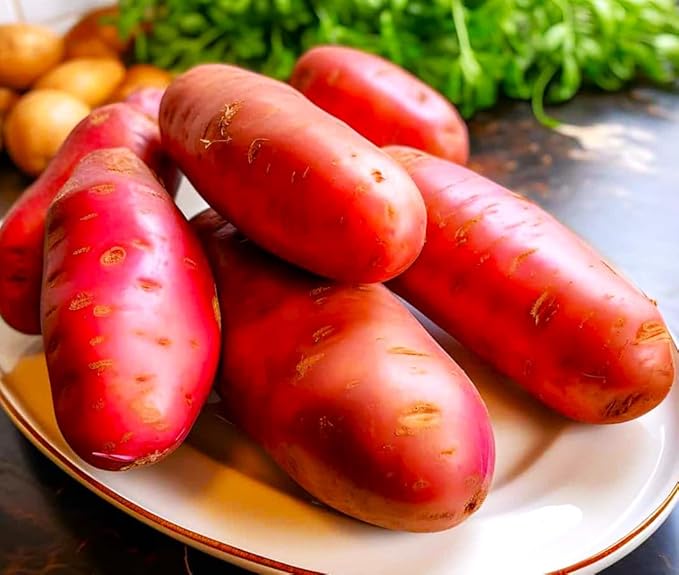 TomorrowSeeds - PRE-Order Now! Ships April 2026 - Red French Fingerling Seed Potatoes Seeds - 2 Pounds - for 2026 Planting Certified for Growers Organic Red Skinned Tuber Garden Growing Planting
