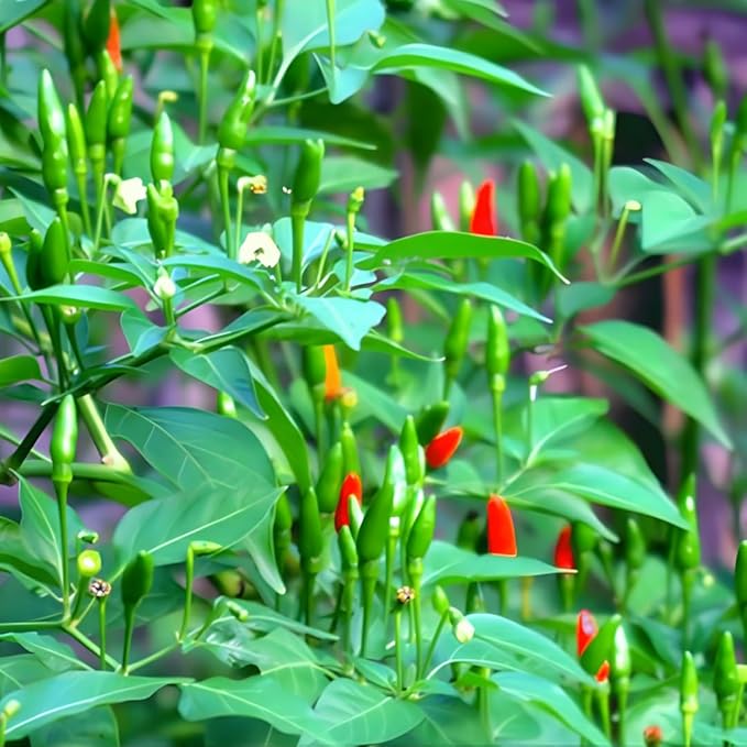 Sets 2 Chile Pequine Pepper Plants Live Super Hot Peppers Live Plants 90 Days Old Hot Chili Plant for Spring Planting