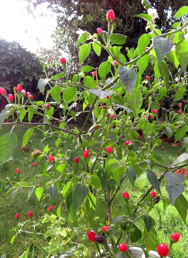 2 Pots 3 Chili Pequin Pepper Plants 3-5 Inch Tall Red Hot Pepper Seedling Piquin Peppers Plants