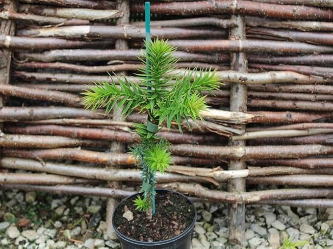 GARDENERA Premium Araucaria Potting Soil Mix - Perfect Balance of Nutrients Drainage and Aeration for Healthy Araucaria Trees - 20 Quart
