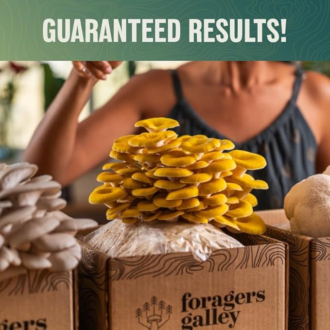 Golden Oyster Mushroom Grow-at-Home Kit - 6lbs - Grow a Commercial Sized Mushroom Crop Easily at Home