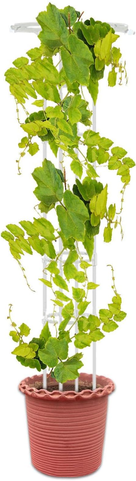 Indoor Plant Trellis - Single Umbrella-Shaped Indoor Trellis - 72.8in Garden Trellis for Climbing Plants Plant Trellis Flower Support Climbing Trellis Support Stake for Garden