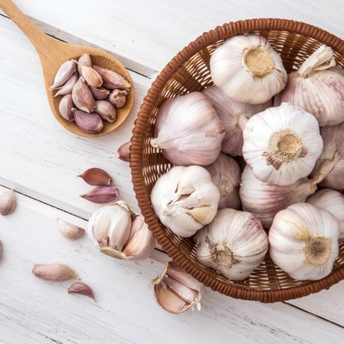 1 Pound White Hardneck Garlic Bulbs for Planting Fresh High-Yield Hardy Garlic for Garden or Container Growing