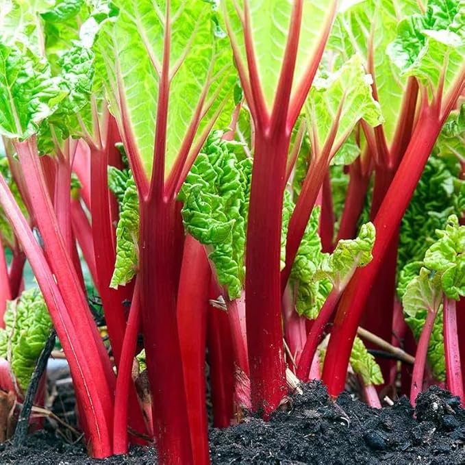 XXL Victoria Rhubarb Crown - Perennial High Yielding Rhubarb Crown Ready to Plant | Perfect for Home Gardeners - Easy to Grow and Low Maintenance (3 Pack)