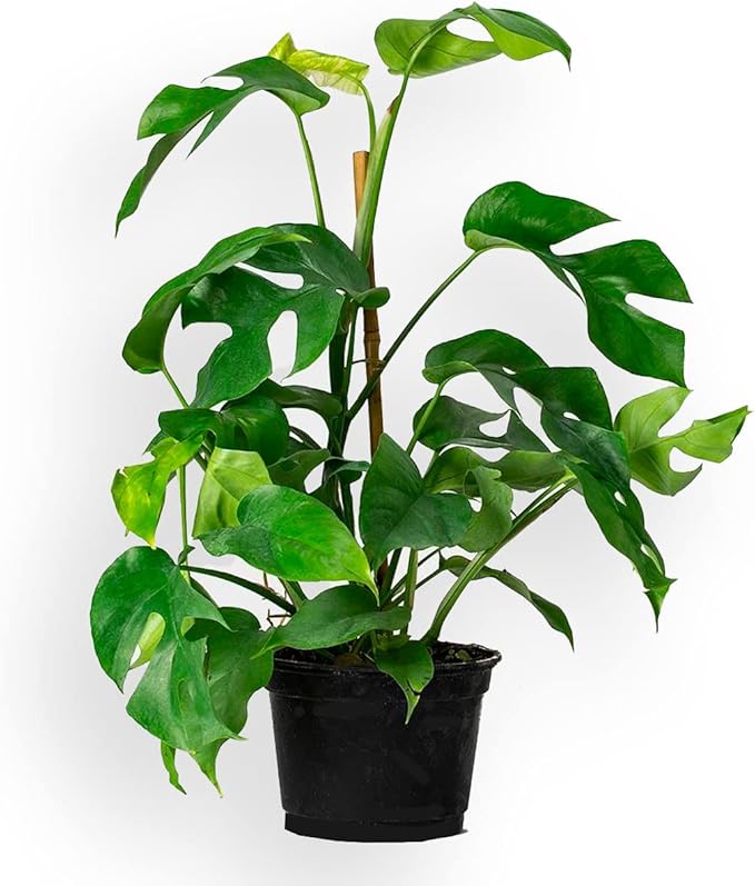 Premium Monstera Ginny Soil Mix - Trusted by Experts for Strong and Healthy Plants by Gardenera - 20 Quart (4 Bags of 5 Quart)