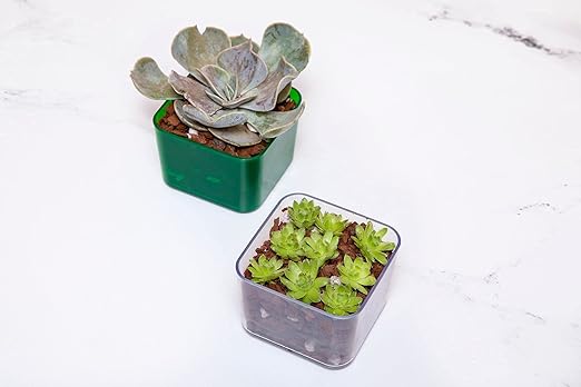 rePotme Cactus &amp Succulent Food - Feed ME! Fertilizer (8 Oz) Makes 96 Gallons of Fertilizer
