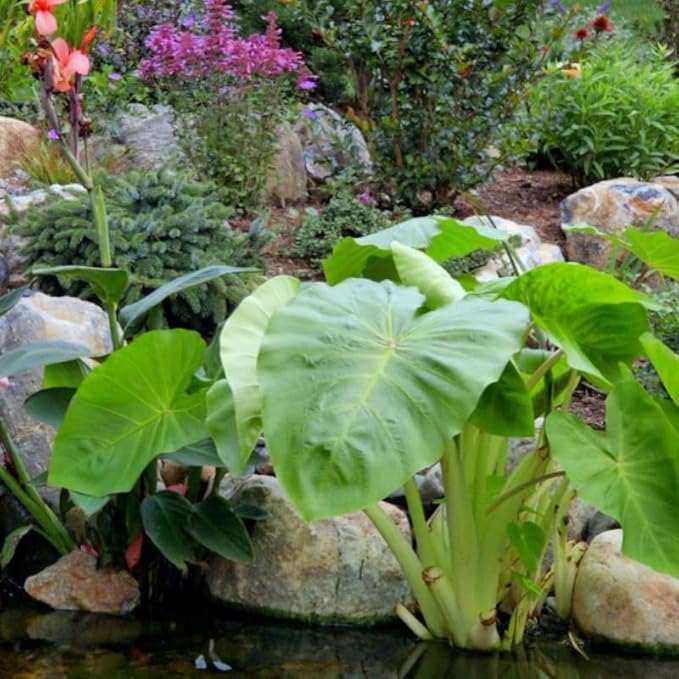Chalily Aquatic Planting Bundle for Waterlilies Bog Plants Lotus Easy Water Lily Plant Kit Hardy Tropical Waterlily Kit Pond Water Garden Aquatic Soil Pond Plants (16qt Soil 20” Pot Fertilizer)