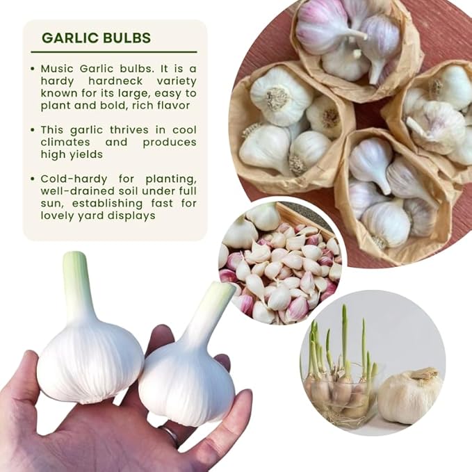 1 Lb Music Garlic Bulbs for Planting 8 Hardy Garlic Bulbs for Planting Home Vegetable Garden or Raised Beds Hardneck Garlic Bulbs
