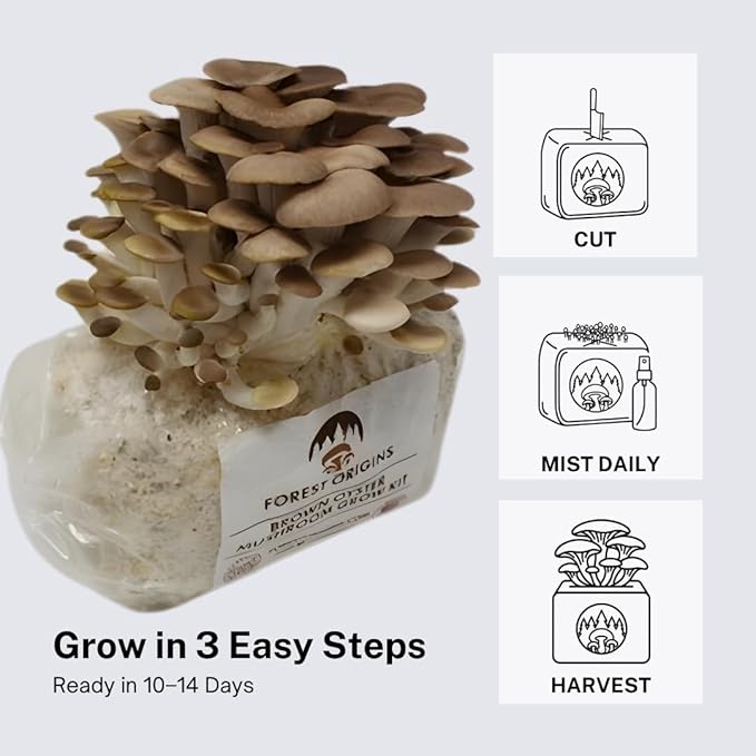 Forest Origins Brown Oyster Mushroom Grow Kit Harvest Gourmet Mushrooms in 10 Days Beginner Friendly Handmade in California USA Unique Gift