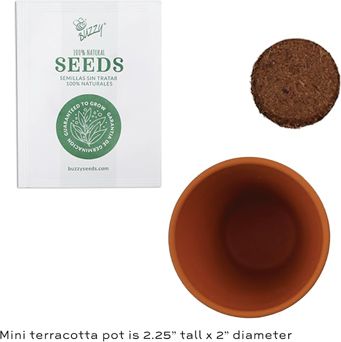 BUZZY Seeds Coneflower Mini Grow Pots 12-Pack – Terracotta Flower Starter Kit DIY Gardening Project Indoor-Outdoor Plant Gift