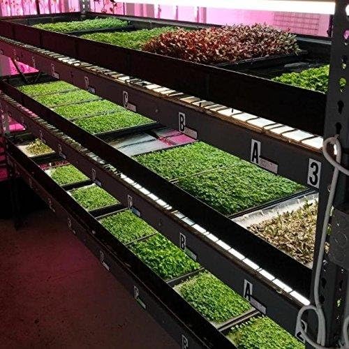 Bootstrap Farmer Microgreen 1020 Trays Shallow Extra Strength 5 Pack Seed Tray with Holes - Grow Fodder Wheatgrass Sprouting Plants Growing