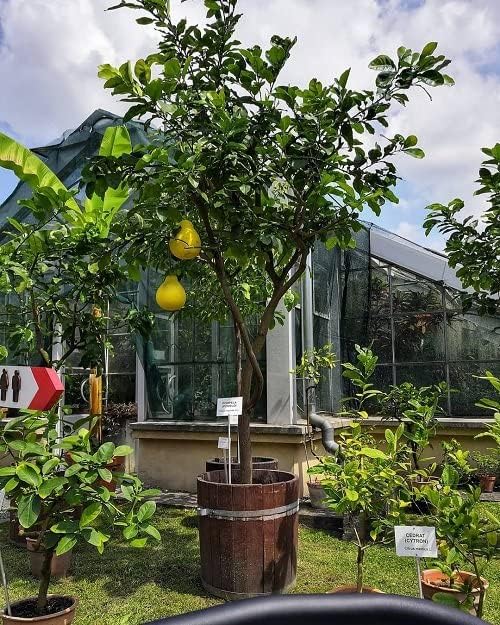 Gardenera's Expert Blend: The Best Soil Mix for Growing Citrus Maxima - Pomelo Trees [5 Quart Bag]