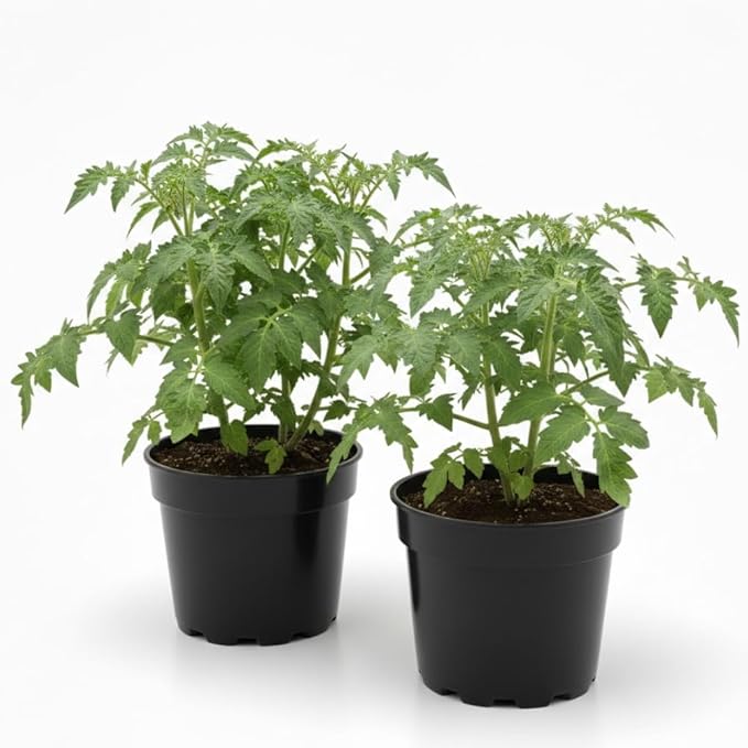 4 Tomato Plants in 4 Pot Beefsteak Tomato Plant 4-8 Tall Heirloom Vegetable Plant Live for Planting Outdoors Garden 2 Plants Each Pot