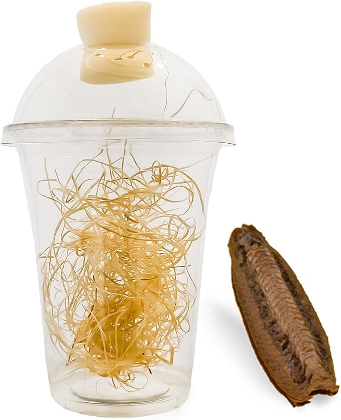 Carolina Praying Mantis Egg Cases Hatching Habitat Cup (One Egg Cases) - Beneficial for Stem Education and Gardening Approximately 50 to 200 Baby Nymphs Praying mantises