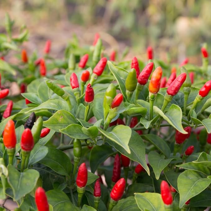 Sets 2 Chile Pequine Pepper Plants Live Super Hot Peppers Live Plants 90 Days Old Hot Chili Plant for Spring Planting