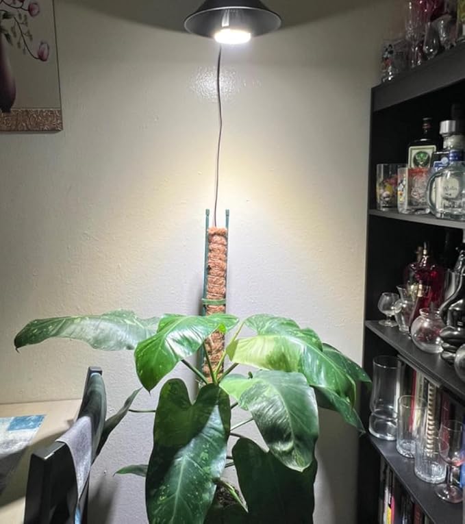 Hook Mounted Plant Light Full Spectrum 6000K 25W White Light Timing Plug in Cord Industrial Style Goose Neck Wall Lamp for Flowers Growing Indoor Plants