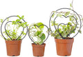 Trellis for Potted Plants - Metal Vine Support | Small Garden Trellis | for Family Beginner Home Gardening Pairing Indoor House Wedding Vegetable