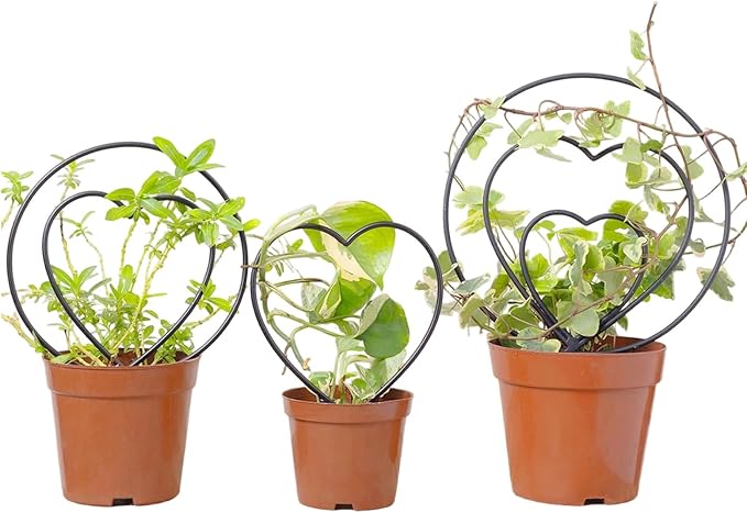 Trellis for Potted Plants - Metal Vine Support | Small Garden Trellis | for Family Beginner Home Gardening Pairing Indoor House Wedding Vegetable