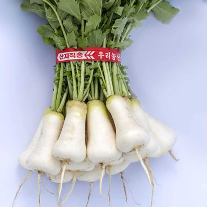 Radish Seeds - Korean - Cheong Du - Hybrid - 4 Oz ~18000 Seeds - Non-GMO F1 Hybrid - Asian Garden Vegetable