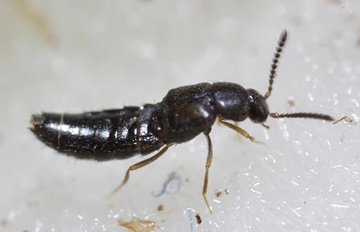 Dalotia (Atheta) coriaria - Rove Beetle - 1000 Insects per Unit