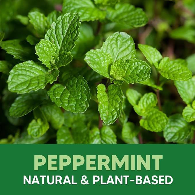 Rodent Repellent Mouse Repellent Pouches Mice Repellent Indoor Rat Repellant for House Mice Deterrent Keep Mice Away Extra-Strength Peppermint Effective for 80 ft² and 90 days-10P