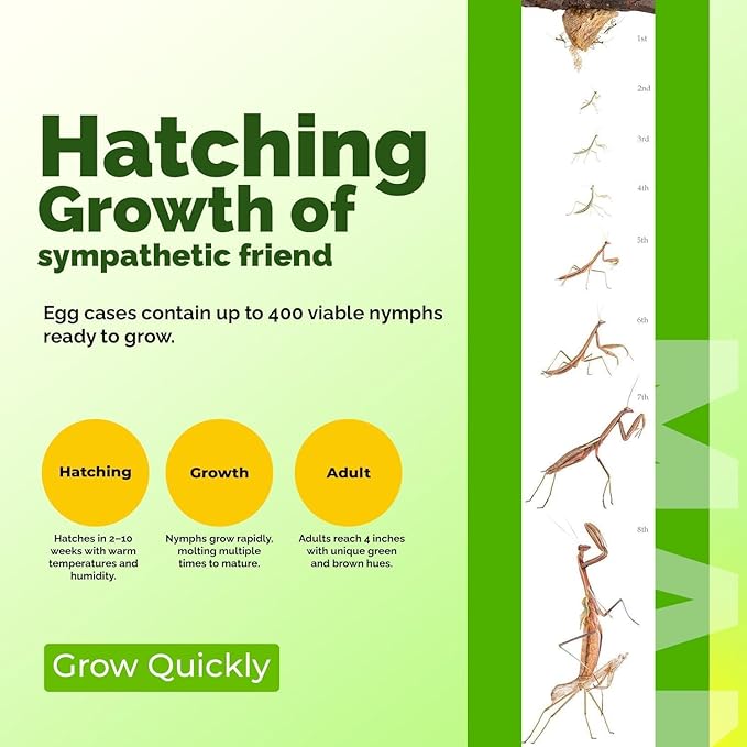 Chinese Praying Mantis Ootheca Egg Case with Hatching Habitat Transparent Cup - Ten Egg Case - Beneficial for Stem Education and Gardening Egg Case Produces Approximately up to 400 Baby Nymphs