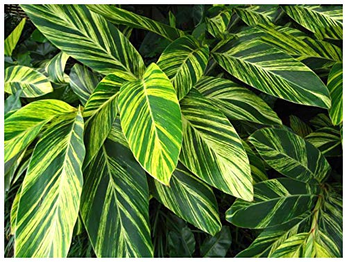 Professional Nursery Grade Ginger Fertilizer 4 LB 6 Month Slow Release Plant Food for Alpinia Costus Zingiber Curcuma Hedychium