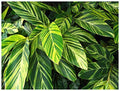 Professional Nursery Grade Ginger Fertilizer 4 LB 6 Month Slow Release Plant Food for Alpinia Costus Zingiber Curcuma Hedychium