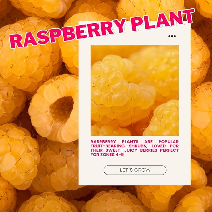4 Fall Gold Raspberry Plants Live 5-9 Inch Tall Raspberry Fruit Trees for Outdoor Growing Raspberry Seedling