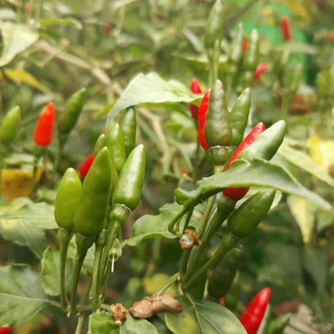 Sets 2 Chile Pequine Pepper Plants Live Super Hot Peppers Live Plants 90 Days Old Hot Chili Plant for Spring Planting