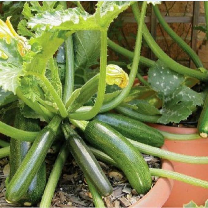 2 Green Squash Zucchini Plants Seedlings 4 Inches Pot Squash Plants Live Live Zucchini Plants