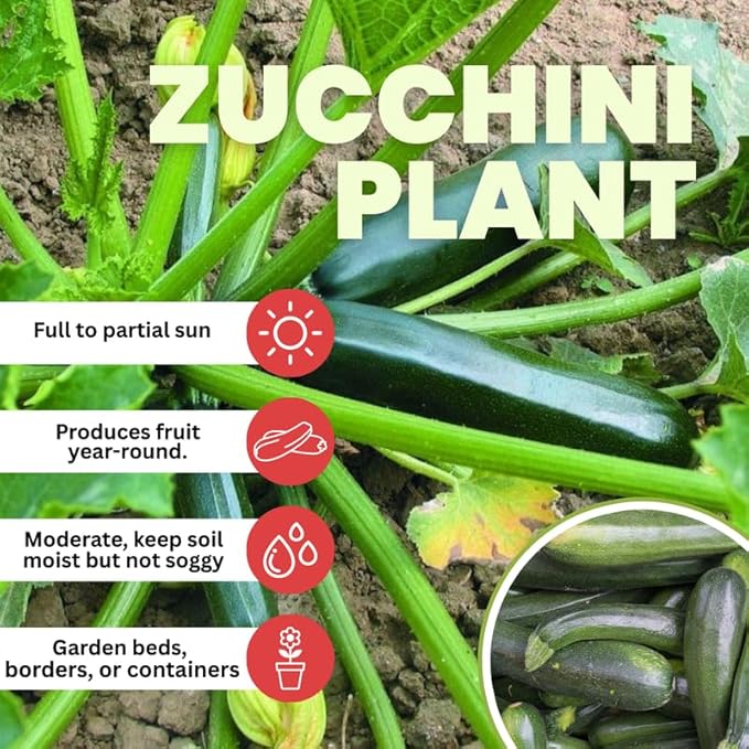 Set 2 Squash Plants Live for Planting Green Zucchini Plants Live for Planting Vegetable Plant 4 Inches Pot
