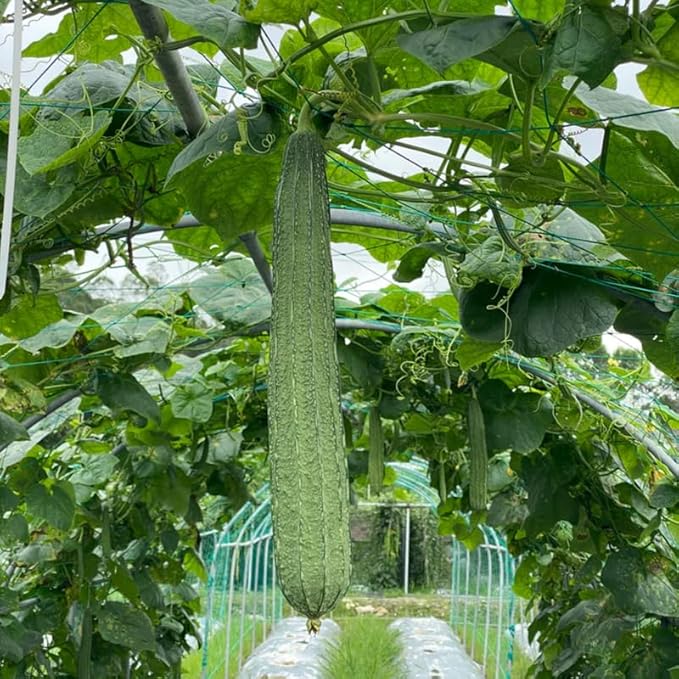 Ridge Gourd Luffa Plant in 4 Inch Pot 4 to 8 Inch Tall Gourd Luffa Plants for Garden Vegetable Vine Seedlings