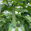 Ridge Gourd Luffa Plant in 4 Inch Pot 4 to 8 Inch Tall Gourd Luffa Plants for Garden Vegetable Vine Seedlings