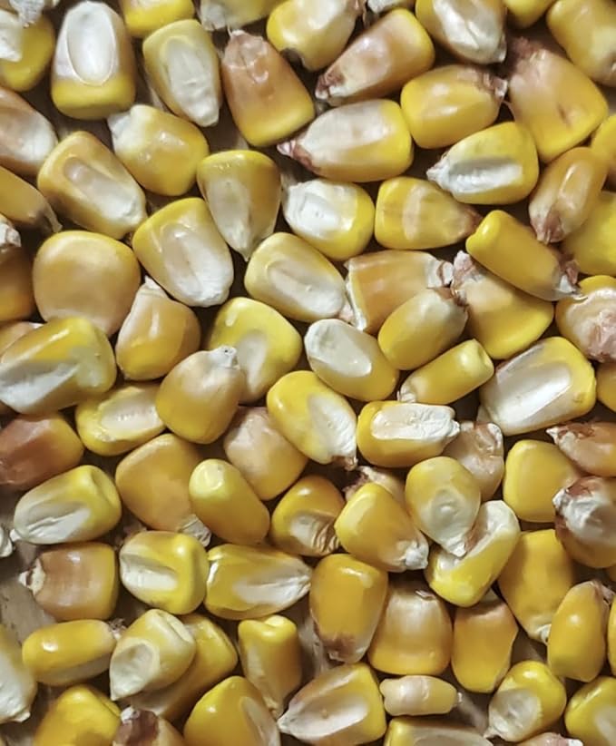 Open Pollinated Seed Corn - Minnesota 13 Organic Grown 5 Pound Direct from Seed Grower